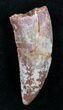 Nice Carcharodontosaurus Tooth - Inches #3519-1